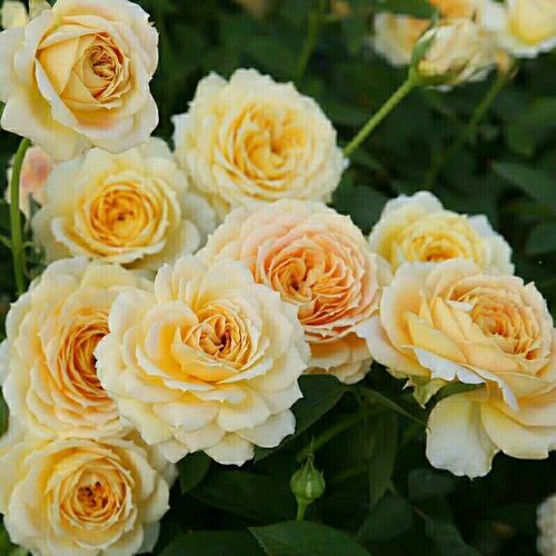 焦糖古董月季盆栽植物庭院花园地栽多季丰花开花玫瑰花卉买二送一【15