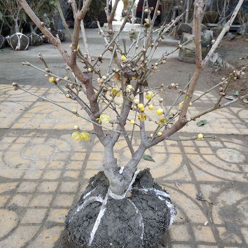 腊梅花树苗盆栽室内庭院浓香型素心虎蹄腊梅树苗盆景树桩四季腊梅