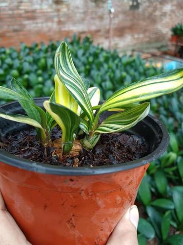 鞍山君子兰小苗绿植圆头短叶宽叶立板和尚花脸麻脸国