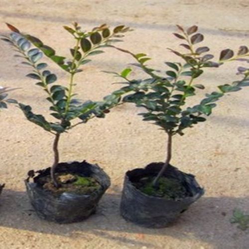 名贵苗木小叶紫檀树苗印度小叶紫檀小苗紫檀盆栽苗
