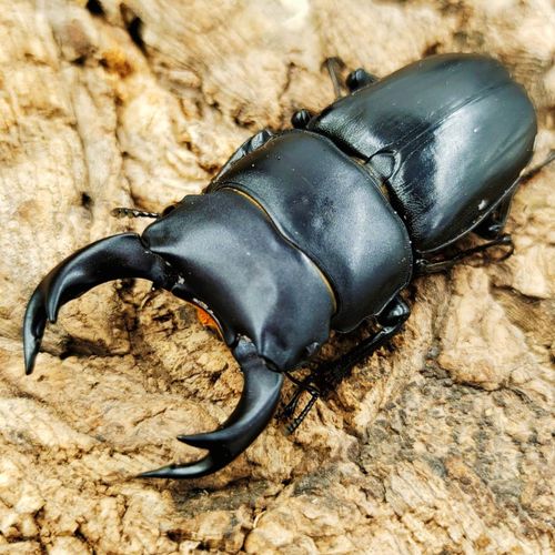 锹形虫中国扁锹锹甲虫锹甲活体另类宠物昆虫大扁楸甲虫独角仙大锹 5-5