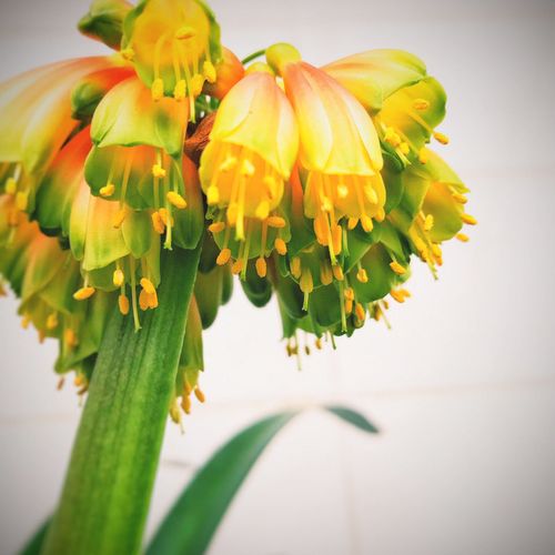 长春芯卉君子兰非洲纯血毛兰苹果屁股锯齿叶收藏版