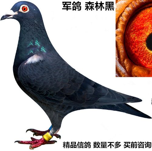 军鸽/森林黑赛鸽血统鸽/中远程信鸽/纯黑公棚成绩鸽/山区鸽子活体