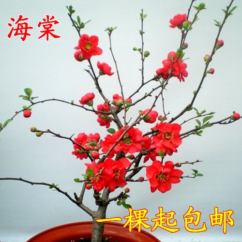 海棠花苗 盆栽四季植物花卉室内盆景重瓣垂丝日本海棠树苗开花多