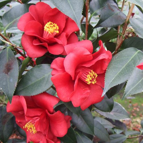 名贵品种黑红色茶花-皇家天鹅绒号称大号黑骑士带花苞年宵山茶花