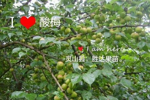 0/株 青梅树苗 酸梅树苗.