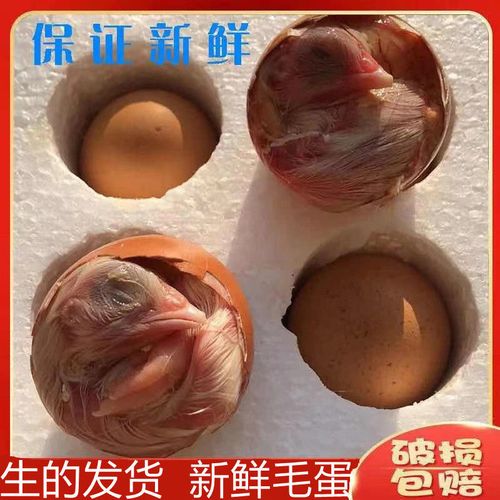 新鲜毛蛋生毛鸡蛋18-21天鸡胚蛋旺蛋喜蛋实蛋批发非活珠子