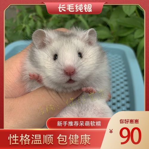 科养超浅纯银金丝熊卷毛西施熊杂银长毛鼠仓鼠活物金丝鼠包活亲人