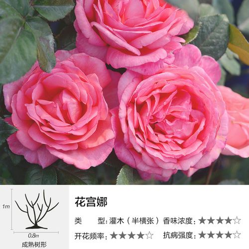 戴尔巴德月季盆栽玫瑰庭院阳台花园娜希玛欢迎橘子酱 花宫娜(法国)6l