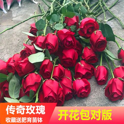 传奇玫瑰【四季开花】 八年老桩开花多多【拍1发3】