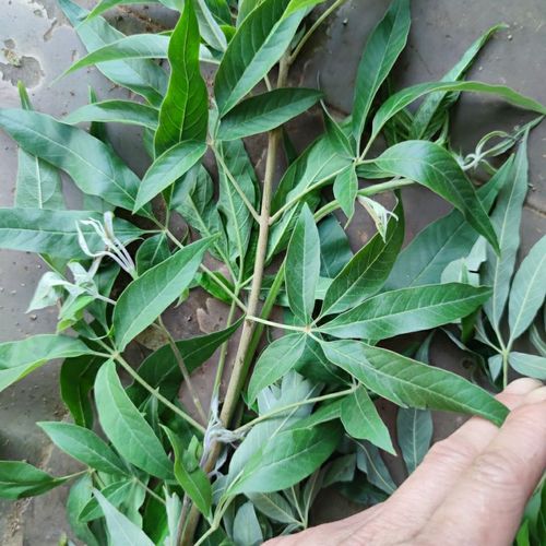 新鲜现采 五指风 布荆 蚊子柴 黄荆子 500克