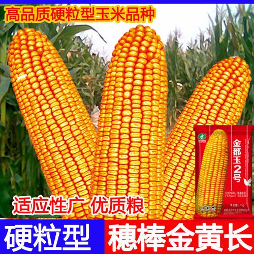 正品大棒高产玉米苞谷种子耐贫瘠细轴硬粒抗病适应性广批发价包邮