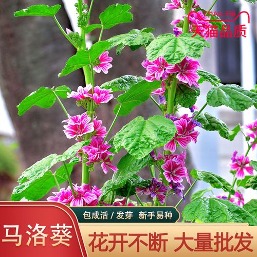 锦葵荆葵马洛葵种子 芙蓉葵种子大花秋葵 蜀葵种子一丈红花葵