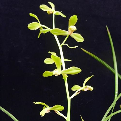 名贵兰花苗蕙兰老上海梅浓香花苞客厅阳台书房美观绿植花卉包邮