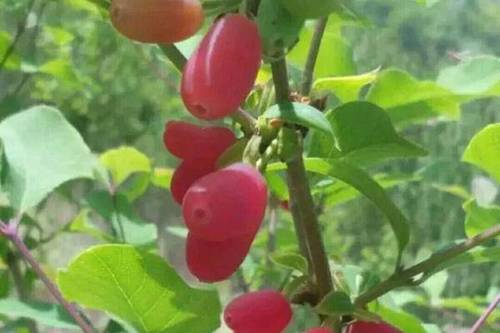 0/棵 杈杷果苗
