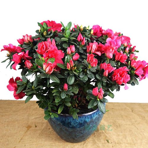 四季杜鹃花室内阳台客厅庭院植物盆栽木本花花期长成都同城配送
