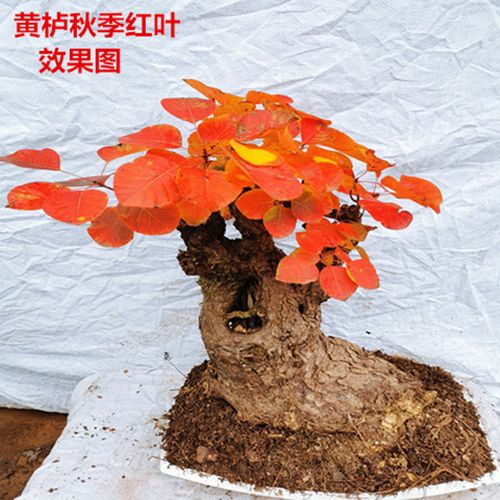 精品红栌黄栌盆景老桩古耐寒热卖香山红叶树桩一物一