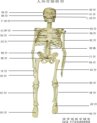 科普教学模型 人体教学骨架 人体骨骼模型 人体动漫素描 人体模型
