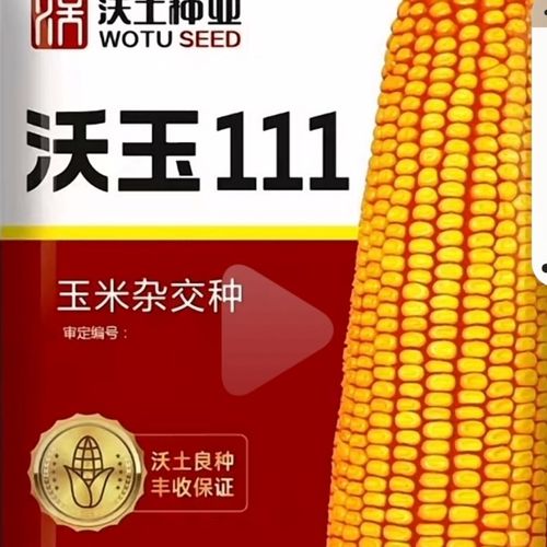 沃玉3号之后沃玉111高产玉米种子大全批发抗倒矮杆国审大棒苞米种