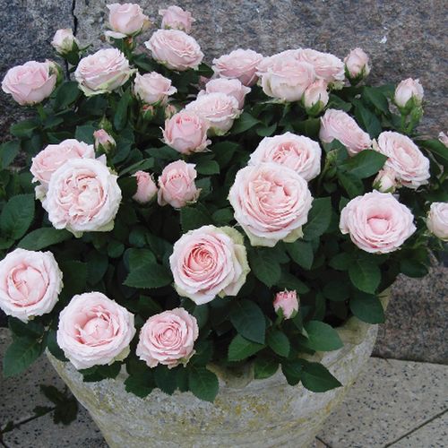 微月无限公主植物露台盆栽阳台花卉绿植浓香绿植开玫瑰月季花大苗