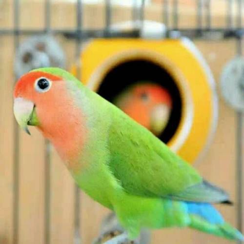 黄桃绿桃鹦鹉幼鸟雏鸟手养亲人 桃脸牡丹绿桃雏鸟1只 年龄22天左右