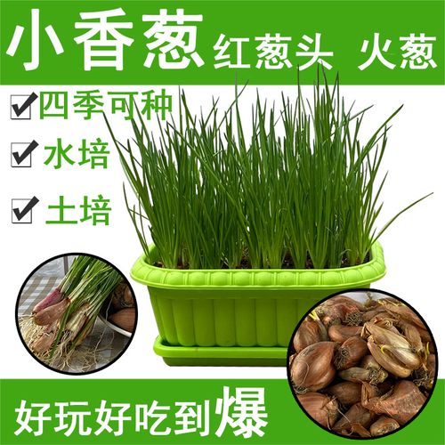 红葱种籽孑小香葱种子种葱苗香葱红葱头无土栽培四季盆栽阳台蔬菜