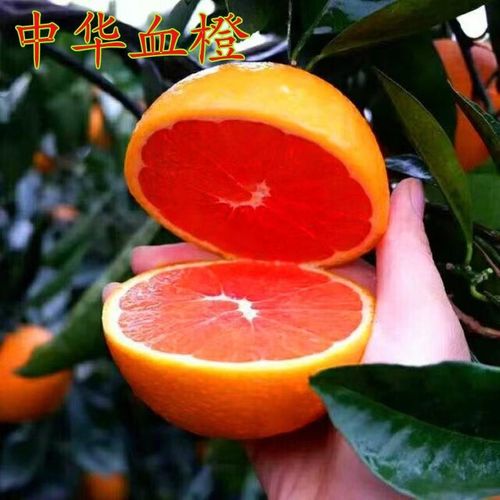 中华红橙血橙苗 红肉脐橙果树苗 甜橙冰糖蜜橙子树 当年结果包邮