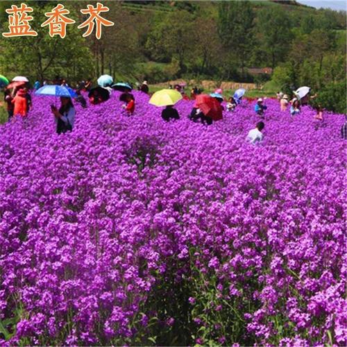 新蓝香芥种子兰香芥欧亚香花芥花籽秋冬播种耐寒庭院街道景区绿化