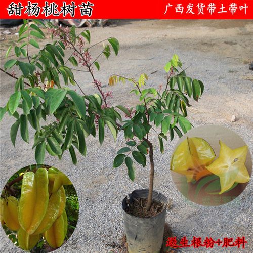 果树杨桃树苗 嫁接杨桃苗红杨桃树苗四季甜杨桃庭院盆栽四季结果