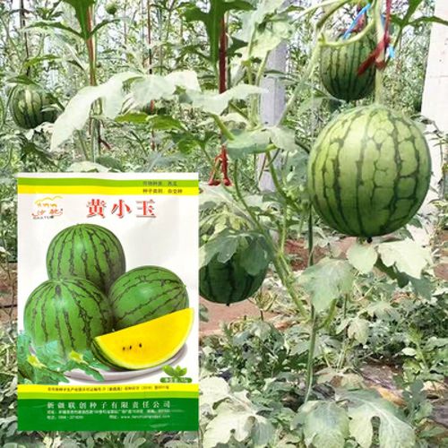 黄小玉西瓜种子早熟超甜礼品瓜高糖水果绿皮黄瓤薄皮小西瓜种籽孑 黄