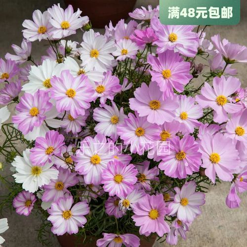 进口矮生波斯菊种子 aplo 情歌 耐热一年生盆栽适合新手 格桑花