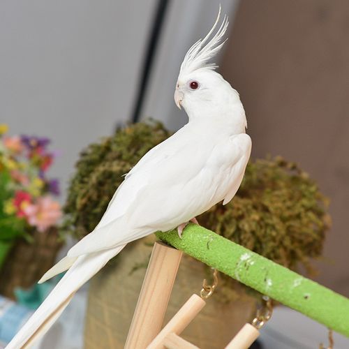 特色玄凤鹦鹉高端活鸟活物鸟粮鸟笼手养幼鸟活体亲人观赏宠物 白子