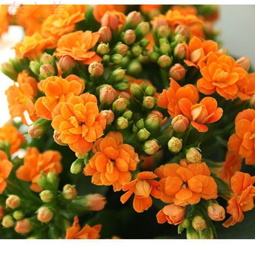 橙色长寿花(带花苞) 螺纹花盆