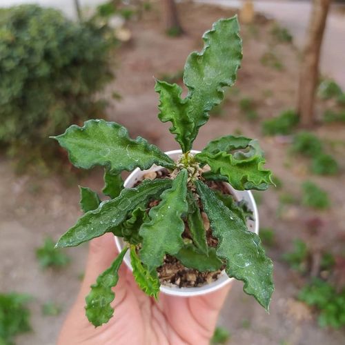 皱叶麒麟 创意多肉植物小盆栽 室内绿植花卉好养大戟科块根冷门肉