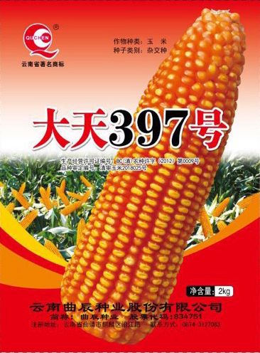 玉米种子高蛋白早熟硬粒型玉米新品种大天397号 2018年新上