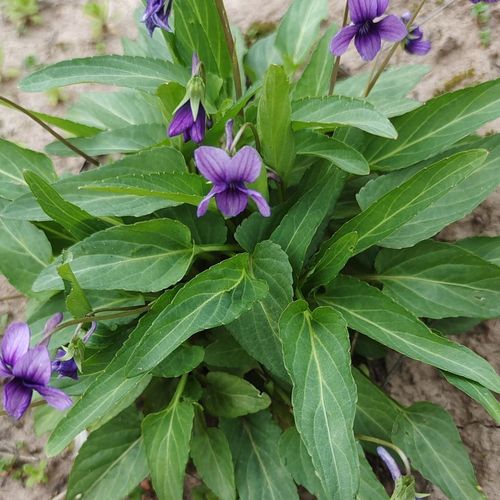 犁头草紫花地丁野生苦地丁山菜新鲜心叶堇菜凉茶清火500g包邮草药
