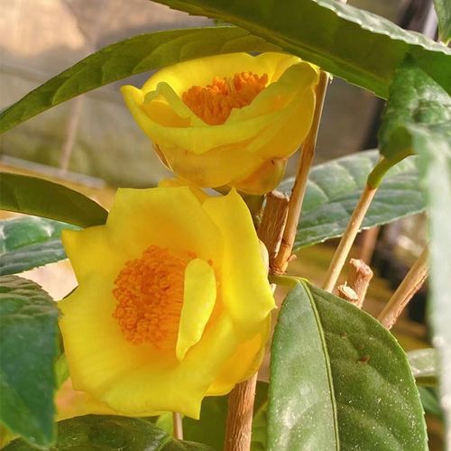 防城凹脉毛瓣金花茶树苗盆栽四季金花茶带花苞嫁接珍稀名贵金茶花