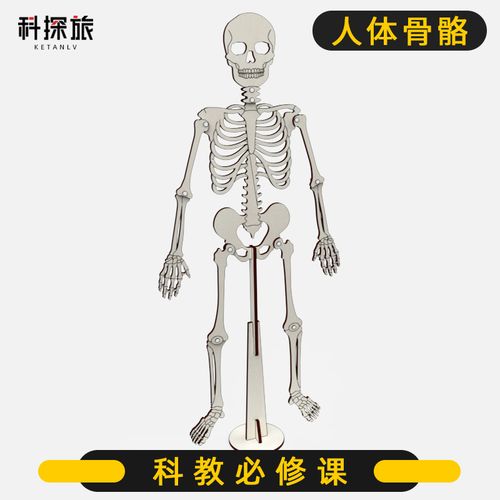 科技手工制作品diy儿童生物小发明人体骨骼材料学生stem科学玩具