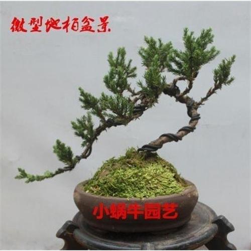 松树盆景植物室内迎客松真树室内四季常青造型松树盆栽地柏盆
