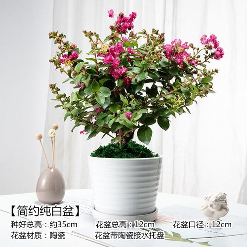 紫薇花盆栽阳台庭院开花不断耐热花卉观花植物百日红喜庆招财植物