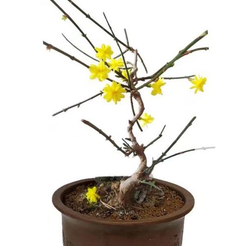 三台迎春花盆景素材开花三层重瓣迎春花盆栽攀爬植物选图送盆发货【4