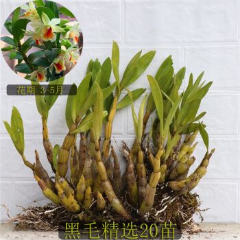 黑毛石斛 翅鄂翅萼石斛丛苗 盆栽盆景观赏花卉 浓香型石斛花 黑毛精选