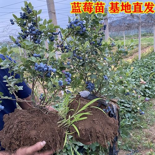 蓝莓树果苗带果盆栽地栽阳台果树苗南方北方种植当年结果蓝果树苗