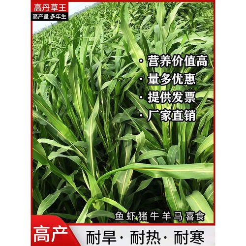 进口苏丹草高丹草种子牛羊多年生牧草种子鱼草籽四季牧草种子包邮