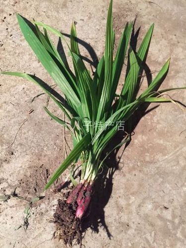 小红蒜根中药材滋补野生红葱头食用煲汤通鼻百步还阳血葱1斤包邮