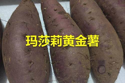 0/斤 玛莎莉红薯 黄金薯 玛莎莉地瓜 高端红薯 日本品种