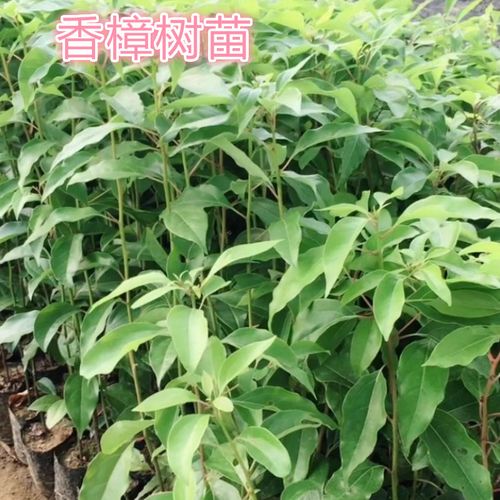 香樟树苗庭院绿化香樟苗龙脑香樟树苗香樟小苗驱蚊树乌樟驱蚊虫苗