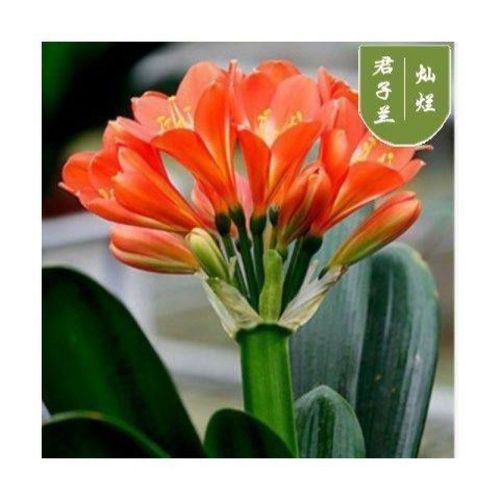 【精选】君子兰盆栽圆头和尚君子兰苗花苗带盆载好四室内外季开花绿植
