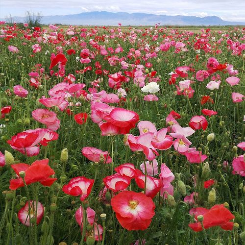 冰岛虞美人种子混色多年生虞美人花种子四季易活花种籽子庭院室外