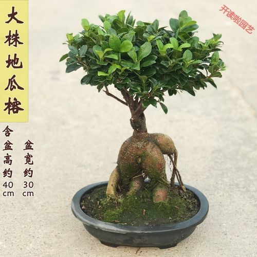 榕树老桩盆景榕树盆景老桩大型s造型金钱榕盆栽人参榕苗木树大室内